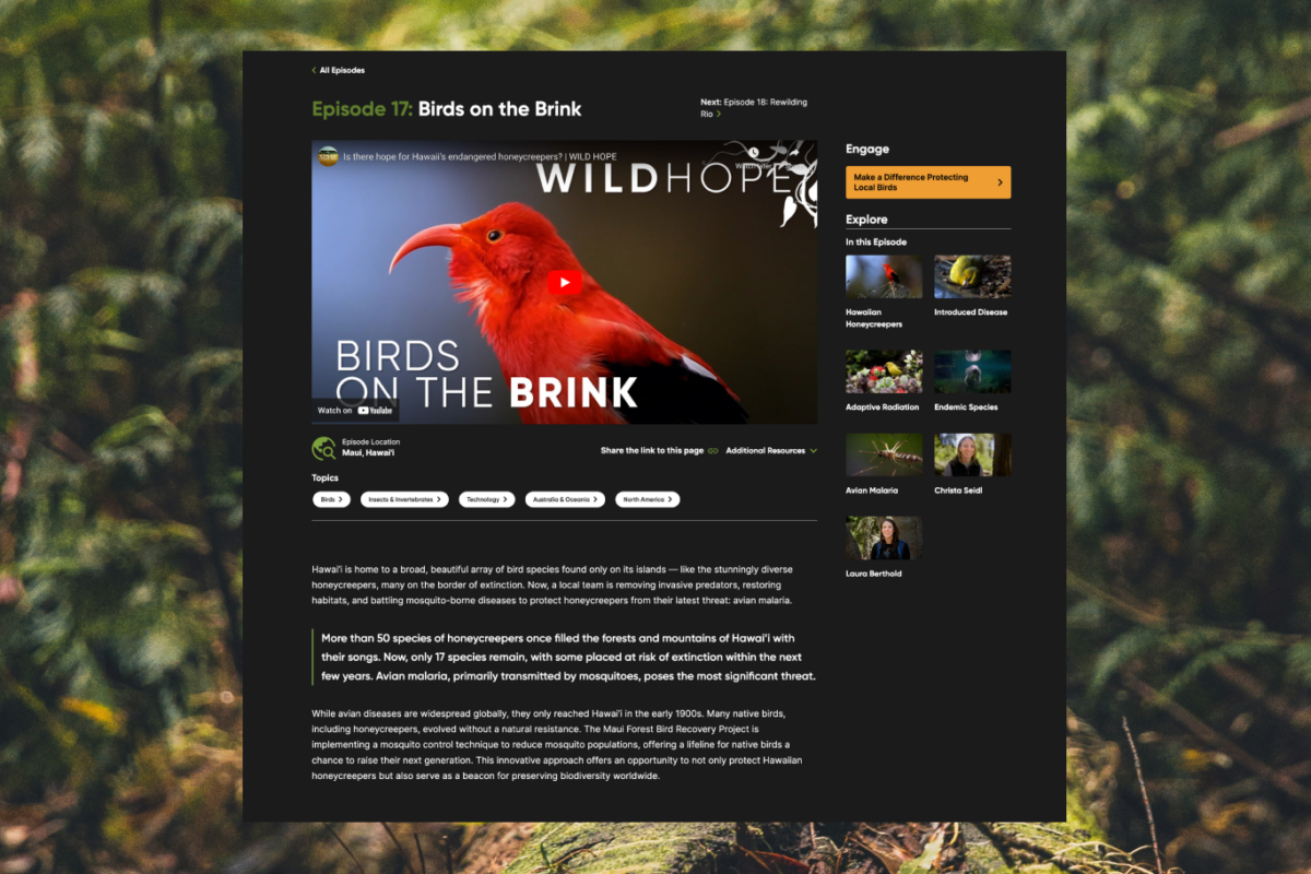 Developing an Online Channel for Environmental Television reveal image